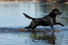 black lab at conditioning grounds montana